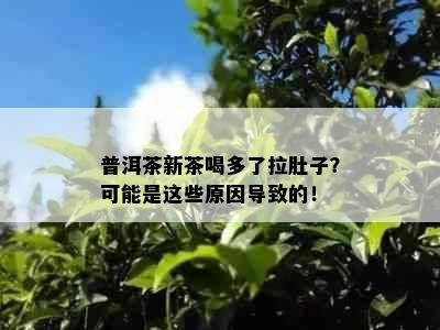 普洱茶新茶喝多了拉肚子？可能是这些原因导致的！