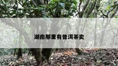 湖南那里有普洱茶卖