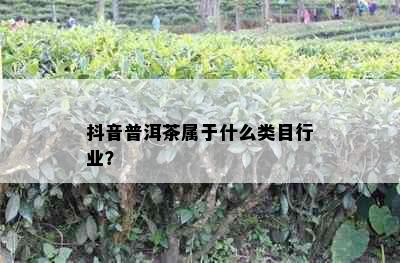 抖音普洱茶属于什么类目行业？