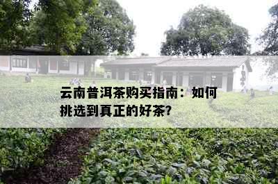 云南普洱茶购买指南：如何挑选到真正的好茶？