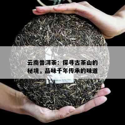 云南普洱茶：探寻古茶山的秘境，品味千年传承的味道