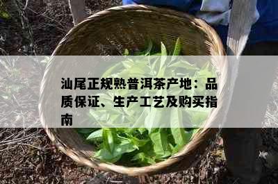 汕尾正规熟普洱茶产地：品质保证、生产工艺及购买指南