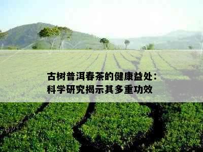 古树普洱春茶的健康益处：科学研究揭示其多重功效