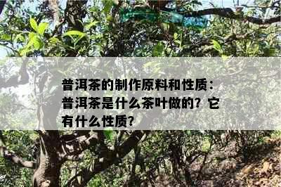 普洱茶的制作原料和性质：普洱茶是什么茶叶做的？它有什么性质？