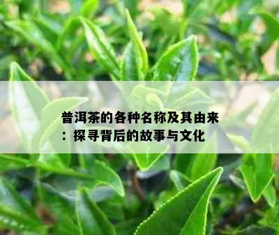 普洱茶的各种名称及其由来：探寻背后的故事与文化