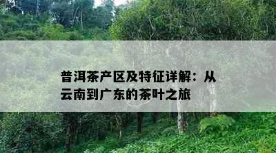 普洱茶产区及特征详解：从云南到广东的茶叶之旅