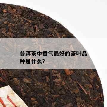 普洱茶中香气更好的茶叶品种是什么？