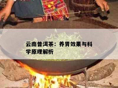 云南普洱茶：养胃效果与科学原理解析