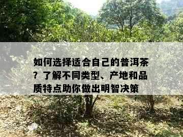 如何选择适合自己的普洱茶？了解不同类型、产地和品质特点助你做出明智决策