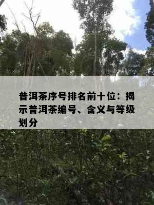 普洱茶序号排名前十位：揭示普洱茶编号、含义与等级划分