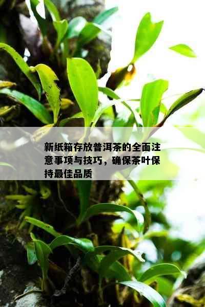 新纸箱存放普洱茶的全面注意事项与技巧，确保茶叶保持更佳品质