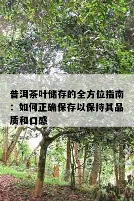 普洱茶叶储存的全方位指南：如何正确保存以保持其品质和口感