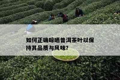 如何正确晾晒普洱茶叶以保持其品质与风味？