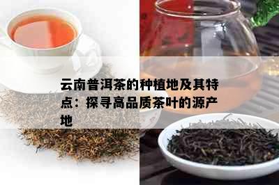 云南普洱茶的种植地及其特点：探寻高品质茶叶的源产地