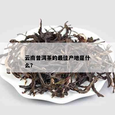 云南普洱茶的更佳产地是什么？