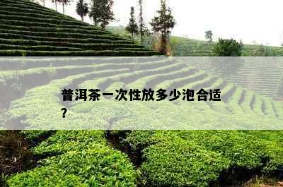 普洱茶一次性放多少泡合适？