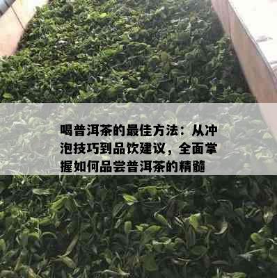 喝普洱茶的更佳方法：从冲泡技巧到品饮建议，全面掌握如何品尝普洱茶的精髓