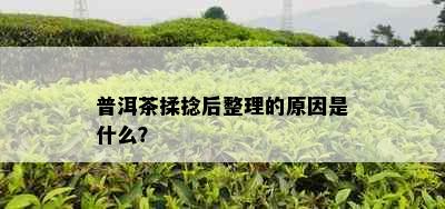 普洱茶揉捻后整理的原因是什么？