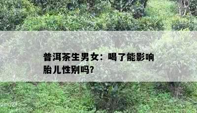 普洱茶生男女：喝了能影响胎儿性别吗？