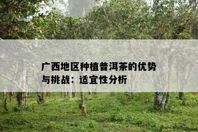 广西地区种植普洱茶的优势与挑战：适宜性分析