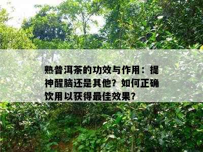 熟普洱茶的功效与作用：提神醒脑还是其他？如何正确饮用以获得更佳效果？