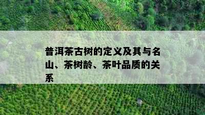 普洱茶古树的定义及其与名山、茶树龄、茶叶品质的关系