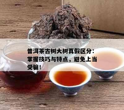 普洱茶古树大树真假区分：掌握技巧与特点，避免上当受骗！