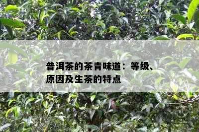 普洱茶的茶青味道：等级、原因及生茶的特点