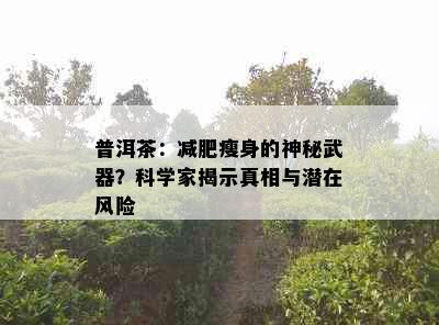 普洱茶：减肥瘦身的神秘武器？科学家揭示真相与潜在风险