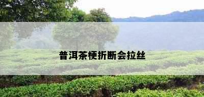 普洱茶梗折断会拉丝