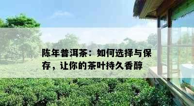 陈年普洱茶：如何选择与保存，让你的茶叶持久香醇