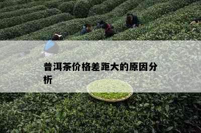 普洱茶价格差距大的原因分析