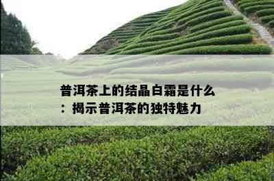 普洱茶上的结晶白霜是什么：揭示普洱茶的独特魅力