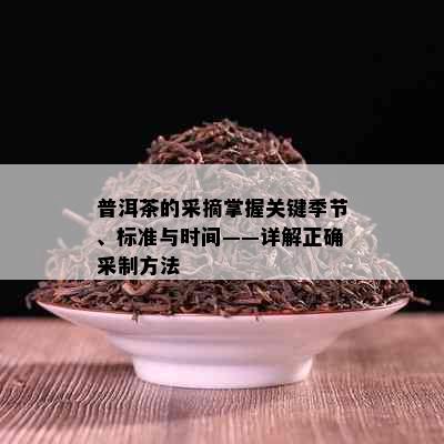 普洱茶的采摘掌握关键季节、标准与时间——详解正确采制方法