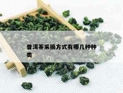 普洱茶采摘方式有哪几种种类