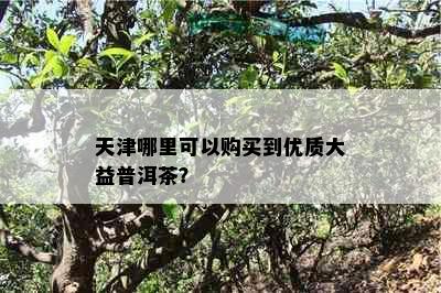 天津哪里可以购买到优质大益普洱茶？