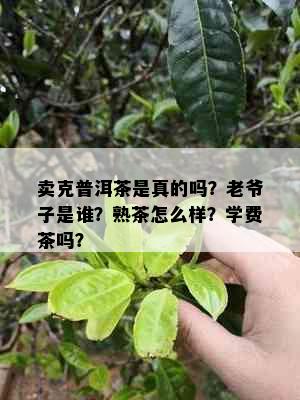 卖克普洱茶是真的吗？老爷子是谁？熟茶怎么样？学费茶吗？