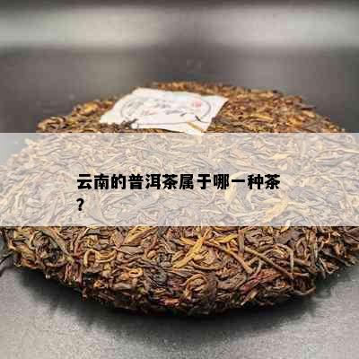 云南的普洱茶属于哪一种茶？