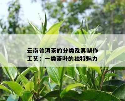 云南普洱茶的分类及其制作工艺：一类茶叶的独特魅力