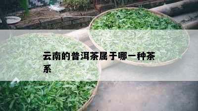 云南的普洱茶属于哪一种茶系