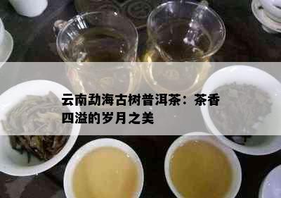 云南勐海古树普洱茶：茶香四溢的岁月之美