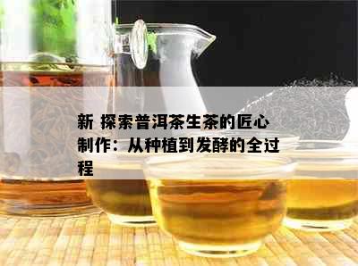 新 探索普洱茶生茶的匠心制作：从种植到发酵的全过程