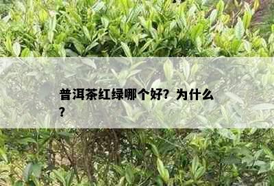 普洱茶红绿哪个好？为什么？