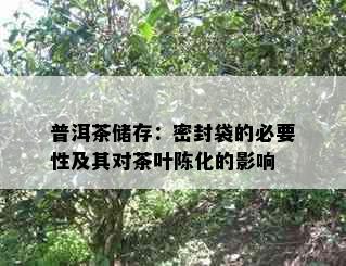 普洱茶储存：密封袋的必要性及其对茶叶陈化的影响