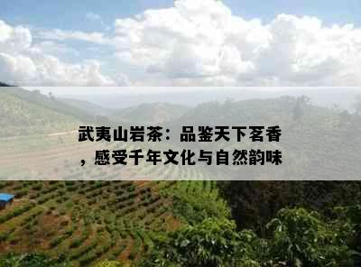 武夷山岩茶：品鉴天下茗香，感受千年文化与自然韵味