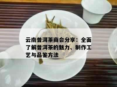 云南普洱茶商会分享：全面了解普洱茶的魅力、制作工艺与品鉴方法