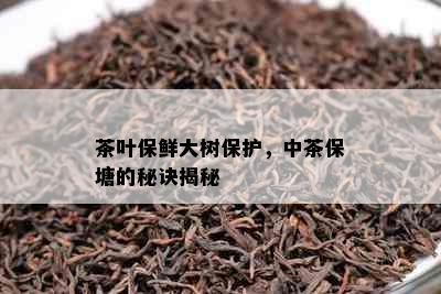 茶叶保鲜大树保护，中茶保塘的秘诀揭秘