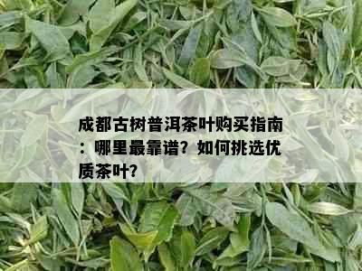 成都古树普洱茶叶购买指南：哪里最靠谱？如何挑选优质茶叶？