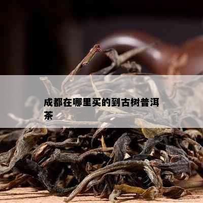 成都在哪里买的到古树普洱茶