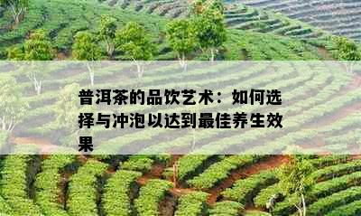 普洱茶的品饮艺术：如何选择与冲泡以达到更佳养生效果